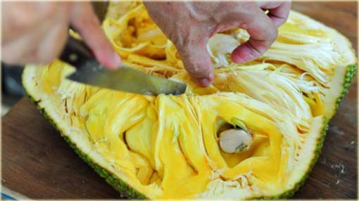 Dżakfrut, jackfruit, drzewo bochenkowe, chlebowiec różnolistny